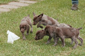 german shorthaired pointers pups & started dogs