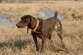 German Shorthaired Pointer - Willow