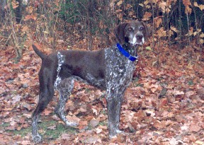 German Shorthair Pointer - Belle