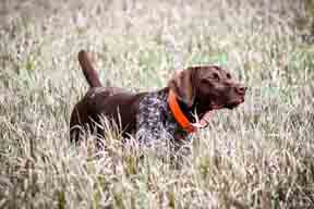 Wisconsin German Shorthaired Pointers