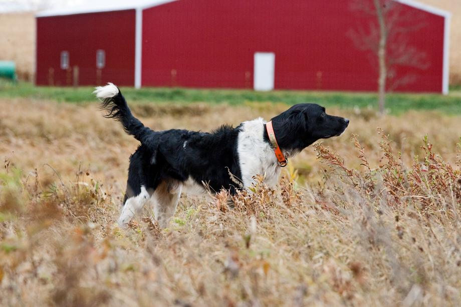 Gun Dog Training in Rice Lake, WI
