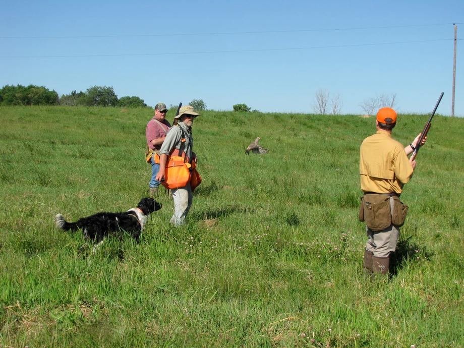 Gun Dog Training in Rice Lake, WI
