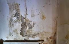 Mold No More: How to Prevent Recurring Mold Issues in Your Home
