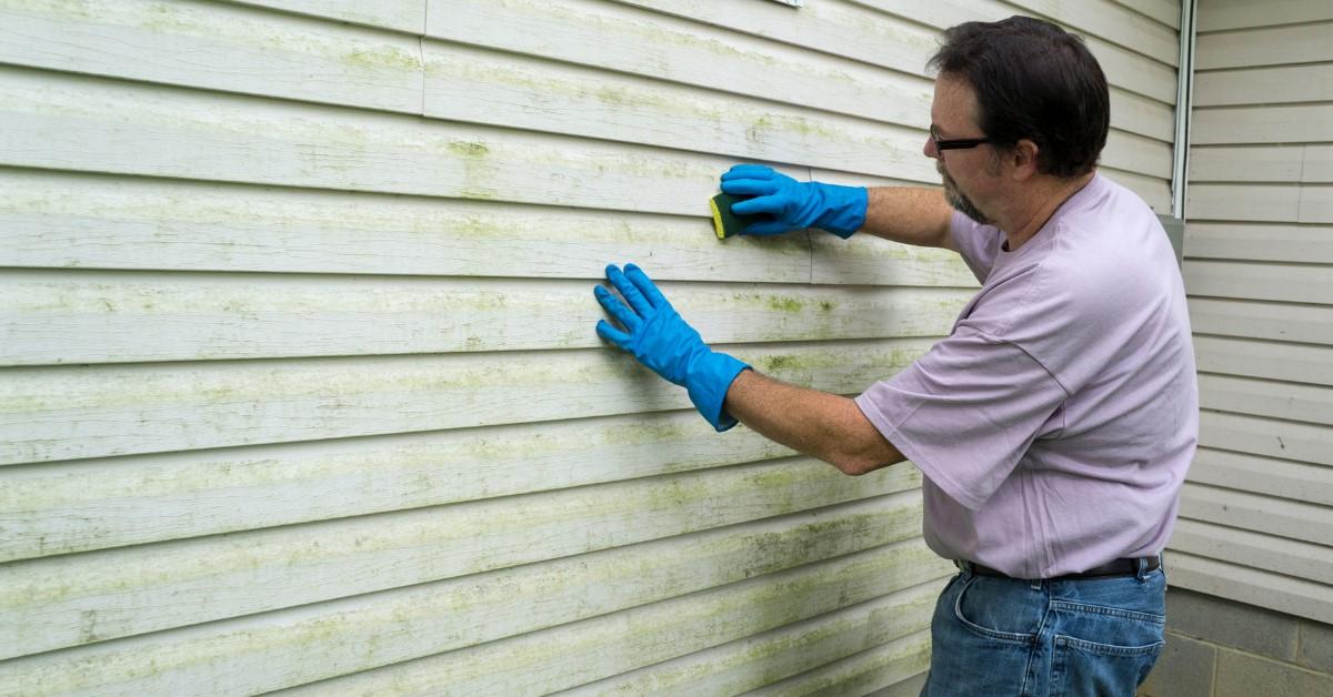 Mold vs. Mildew: Understanding the Differences and How to Address Them