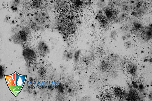 mold abatement in Dayton, OH