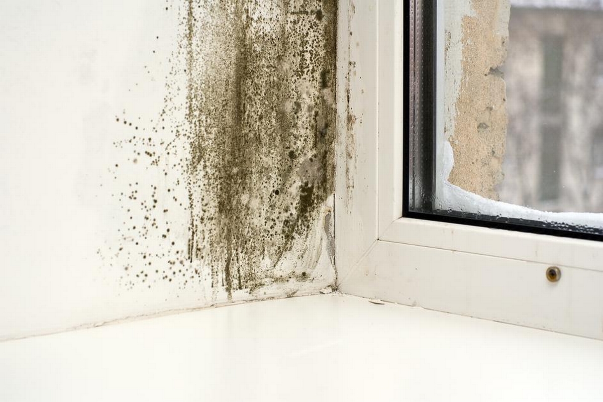 Beyond Bleach: 7 Effective Strategies to Combat Mold Infestation