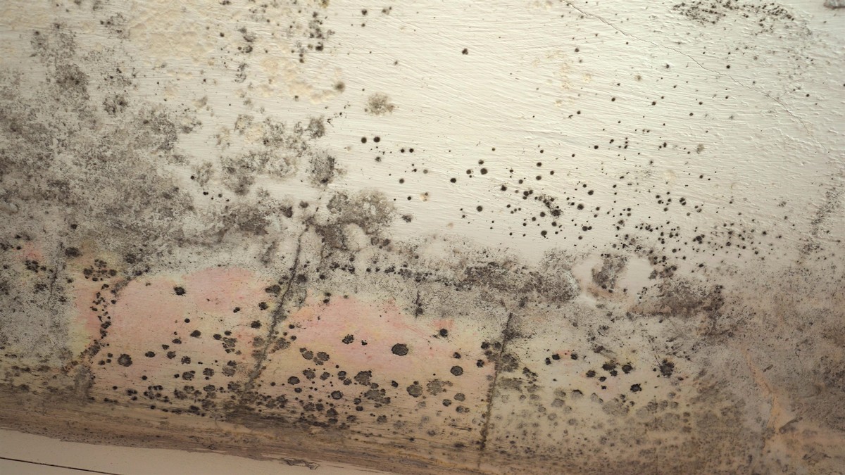How Fast Mold Can Grow After Water Damage in Your Home Featured Image