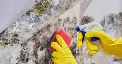 DIY Mold Removal: What's Safe and When to Call the Professionals 