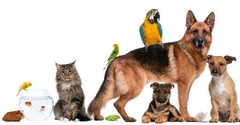 Pets During Restoration