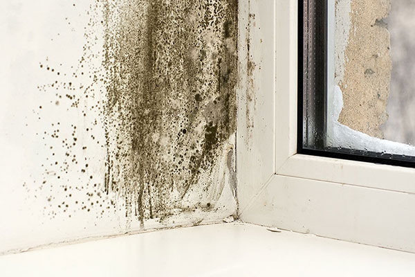 Mold Mitigation in Twin Lakes, WI
