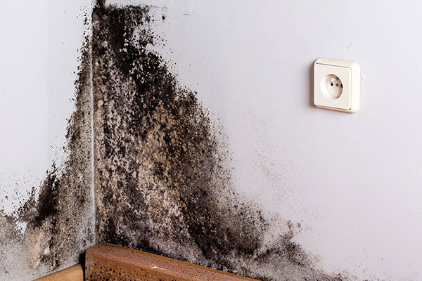 Mold Remediation in Salem Lakes, WI