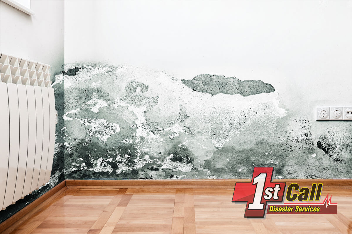 Mold Abatement in Covington, KY