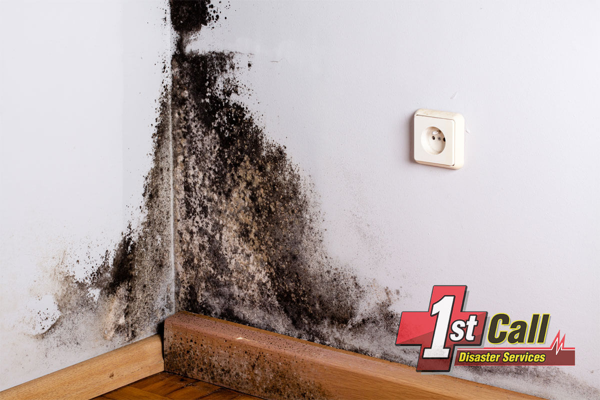 Mold Remediation in Bellevue, KY