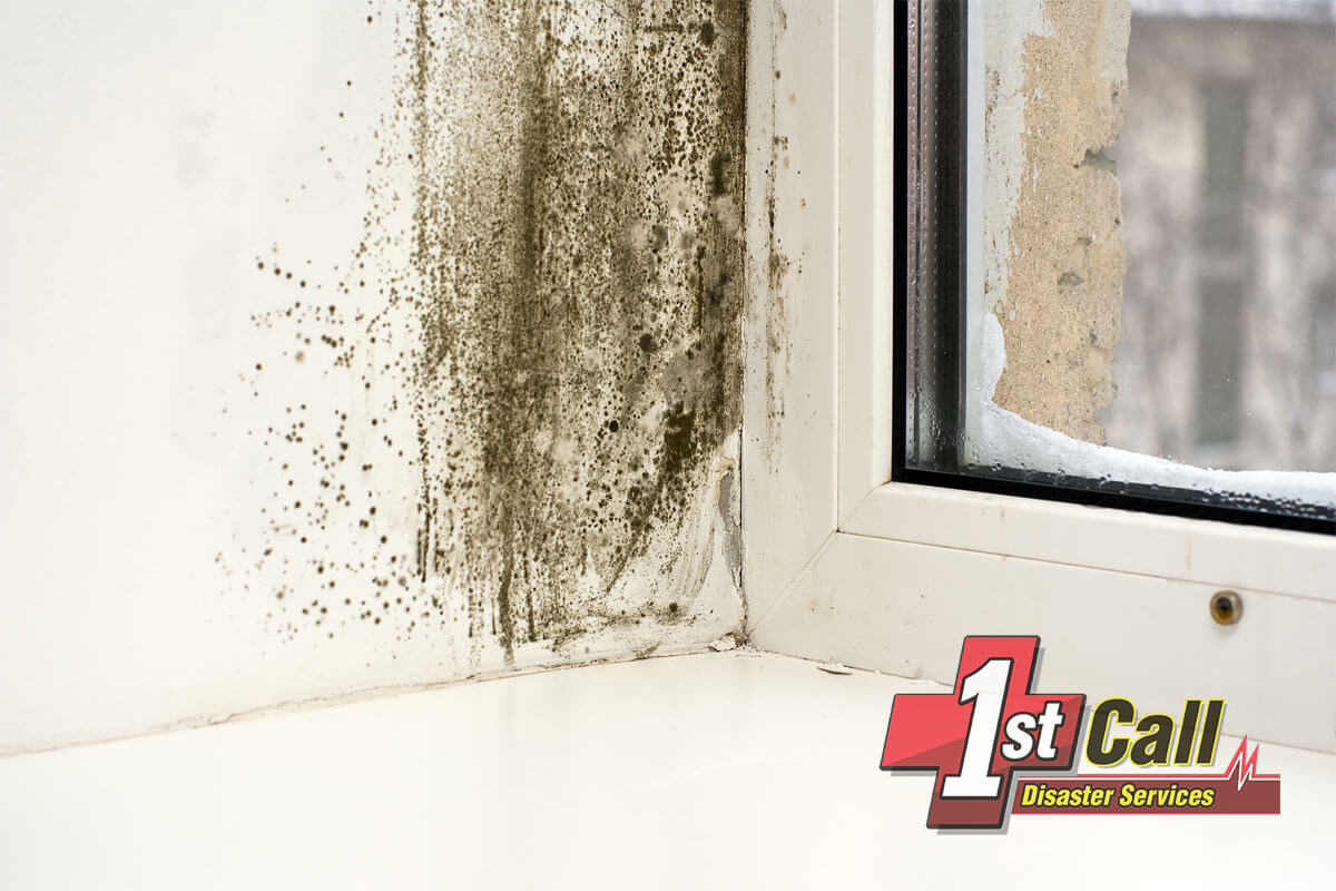 Mold Mitigation in Walton, KY