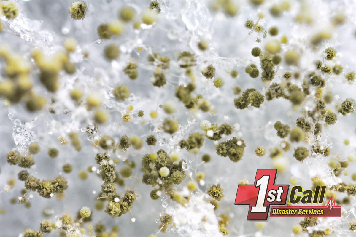 Mold Abatement in Erlanger, KY
