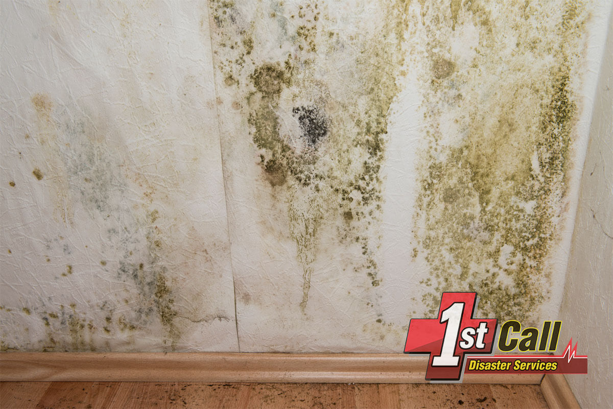 Mold Removal in Fort Thomas, KY