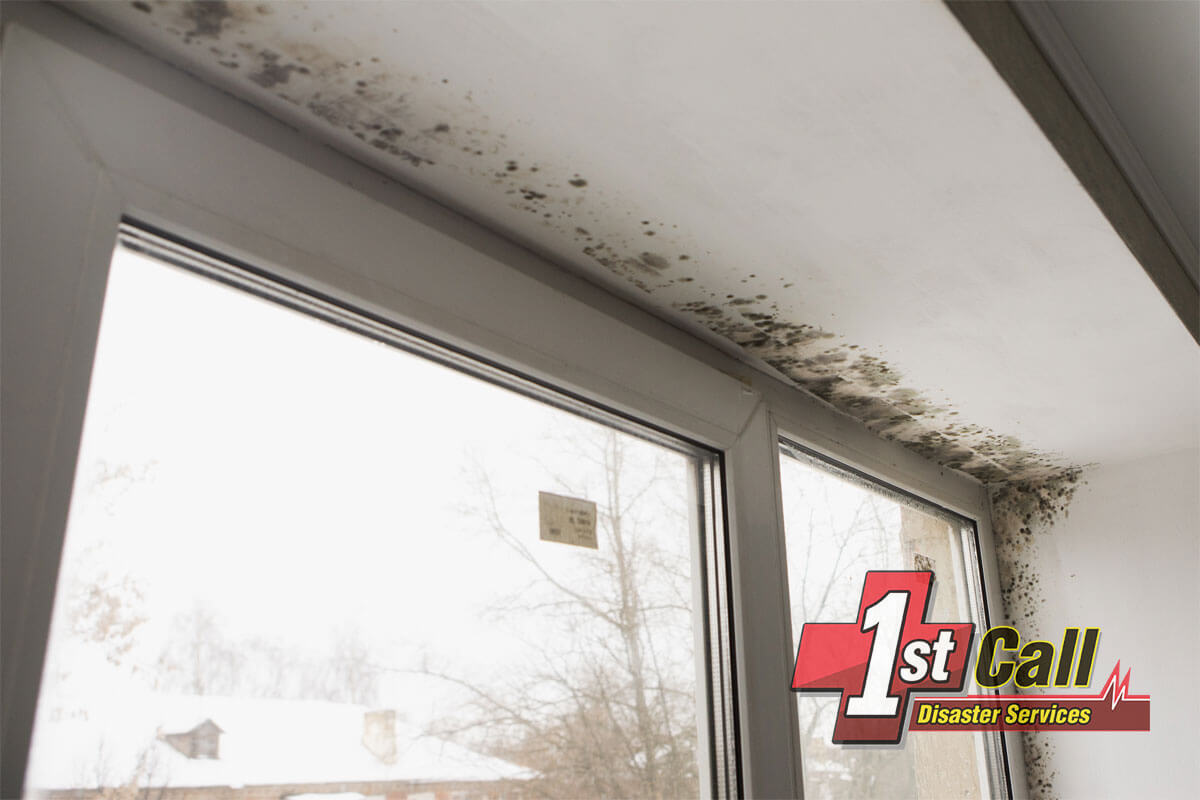 Mold Remediation in Fort Thomas, KY