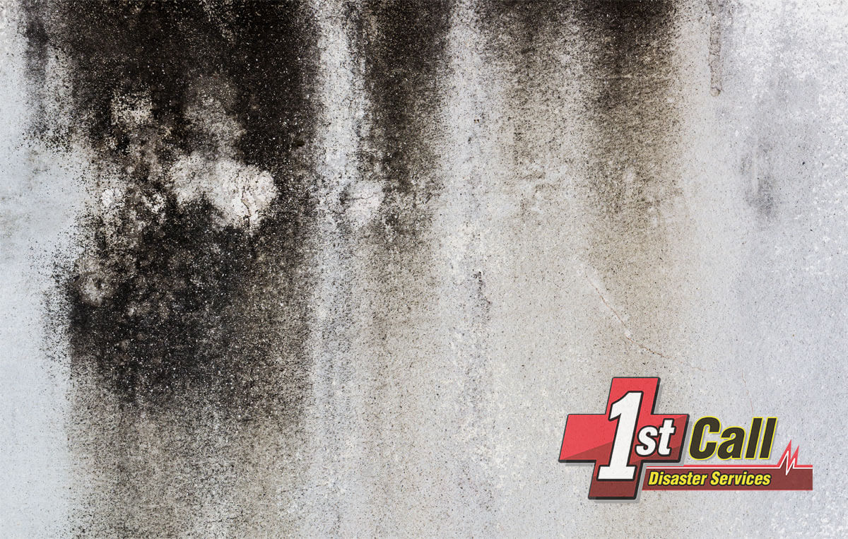 Mold Mitigation in Union, KY