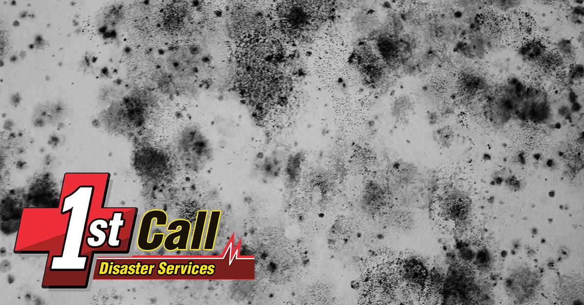 Professional Mold Abatement in Covington, KY