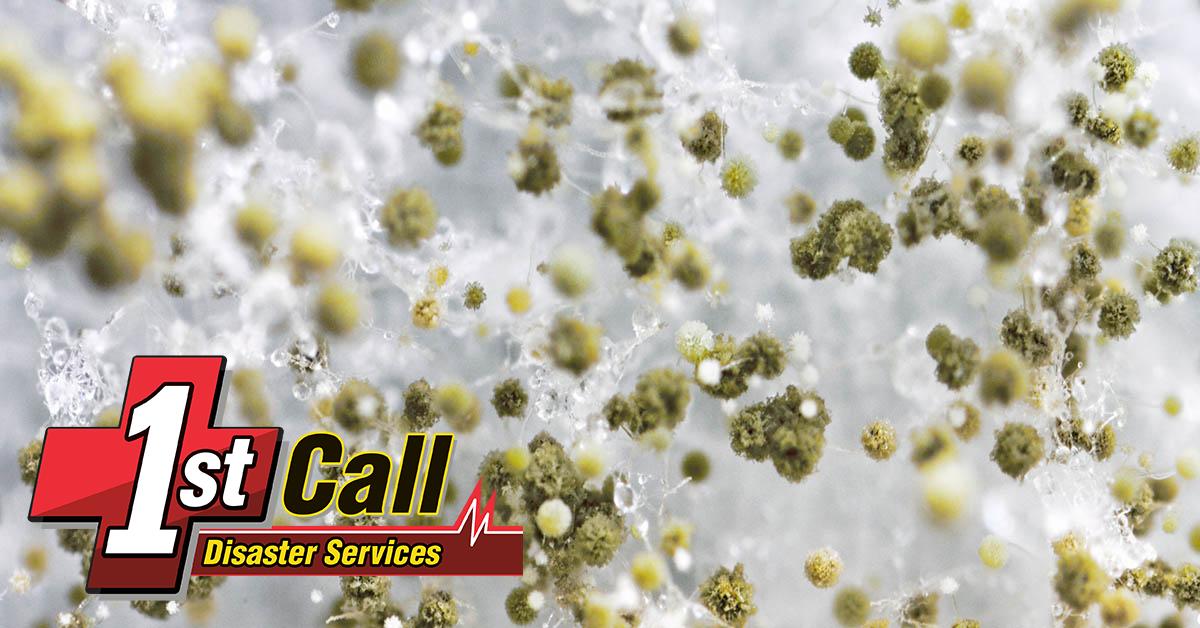 Certified Mold Removal in Lexington, KY