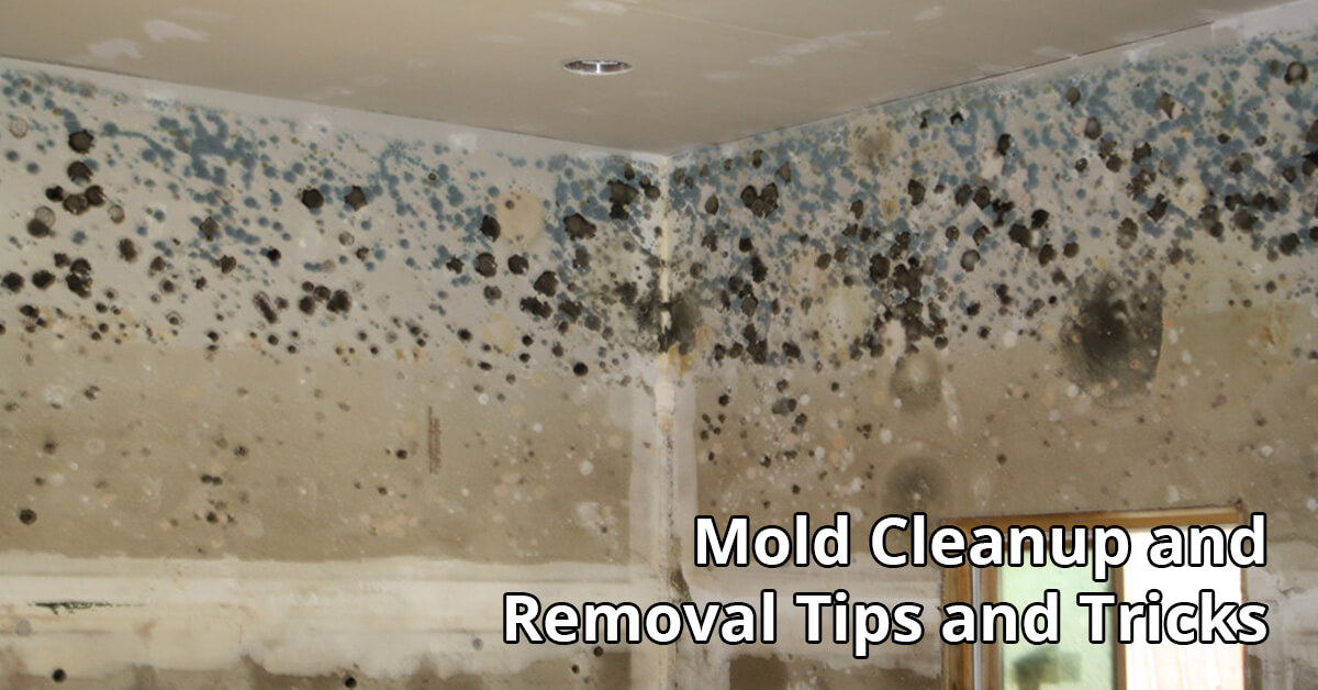 Mold Removal Tips in Bellevue, KY