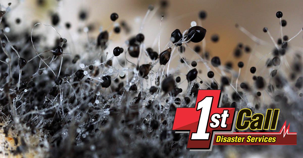 Certified Mold Remediation in Walton, KY