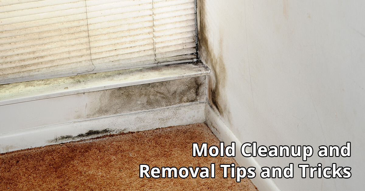 Mold Remediation Tips in Owensboro, KY