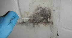 All About Mold Series – #6 What Happens and What to Expect During a Mold Inspection