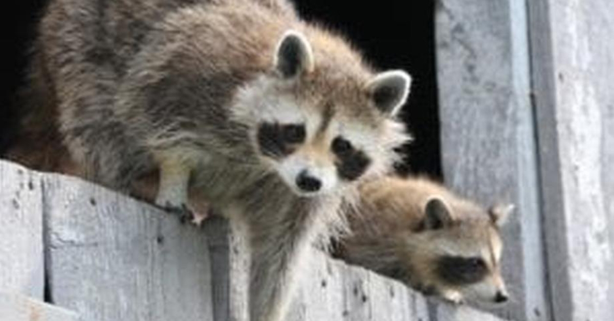 How to Best Remove Raccoons From Your Home or Office And Repair the Damage They Leave Behind