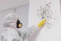 Mold Prevention And Removal Basics (Dos And Don'ts)