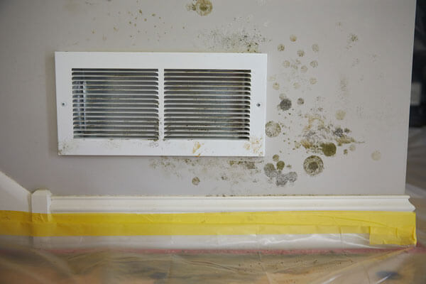 Mold Remediation in Charlottesville, VA