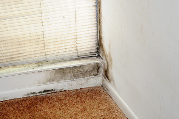 Mold Removal and Remediation in Charlottesville, VA