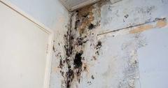 5 Ways to Prevent Mold