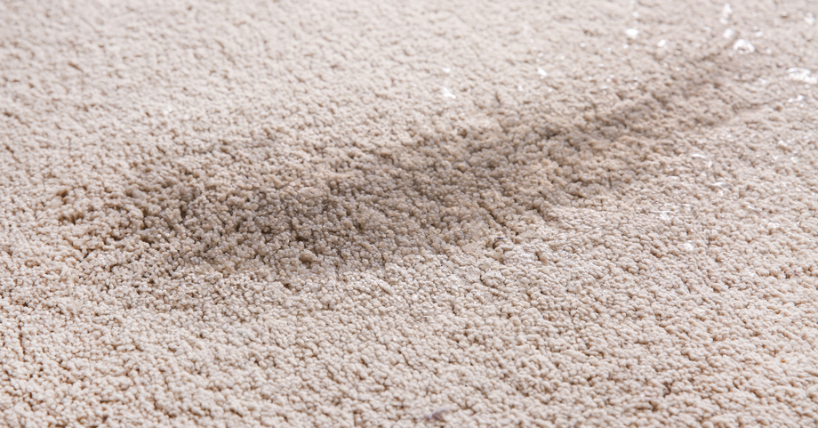 Water Damaged Carpet: Replace or Restore in Louisville, KY and Southern Indiana