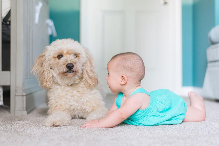 Top Reasons to Professionally Clean Your Carpet