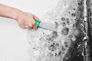 Building Mold-Resistant Environments: Proactive Measures and Long-Term Solutions