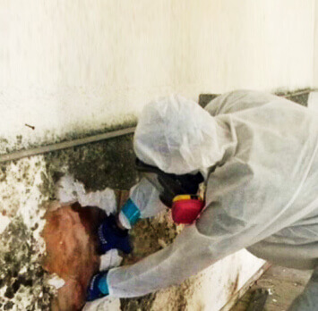 Mold Removal and Remediation