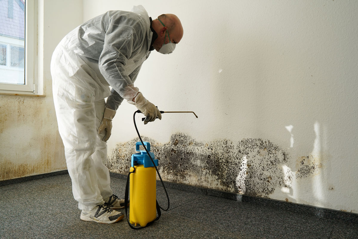 mold remediation in 