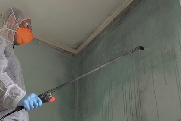 Escondido Mold Remediation, Mold Removal