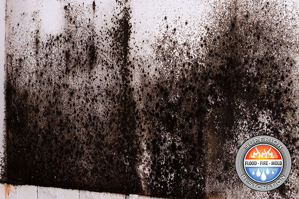 Mold Remediation in National City, CA