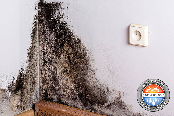Mold Remediation in Poway, CA