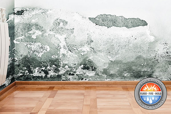 Mold Removal in Santa Ana, CA