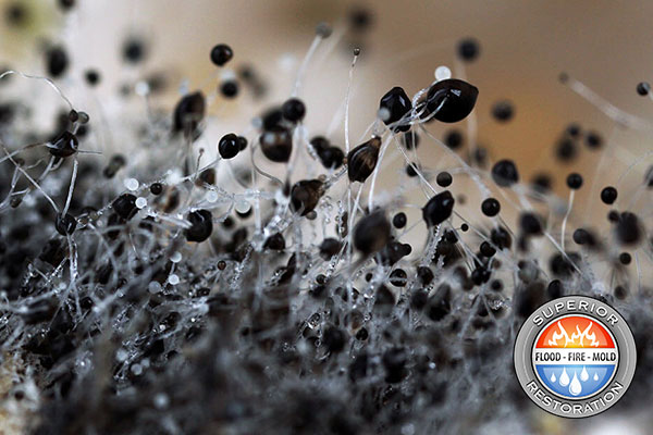 Mold Removal in Chula Vista, CA
