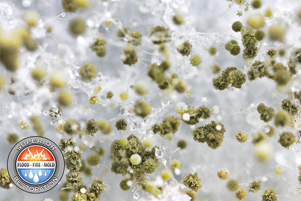 Mold Removal in Chula Vista, CA