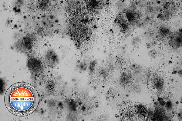 Mold Removal in San Diego, CA