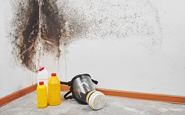 mold removal in Seattle, WA