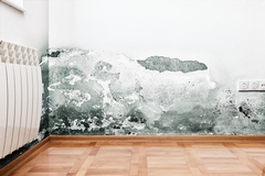 Mold Madness: Why an Immediate Response is Critical for Your Home's Health