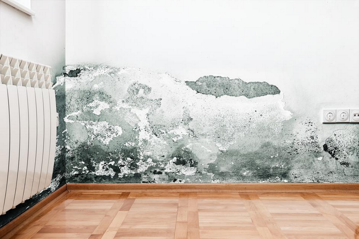 Mold Madness: Why an Immediate Response is Critical for Your Home's Health