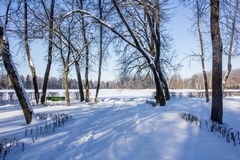Average Snowfall in Sarasota, FL and What to Expect Each Winter