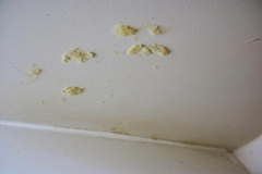 Yellow Mold on Bathroom Ceiling: Causes and Solutions